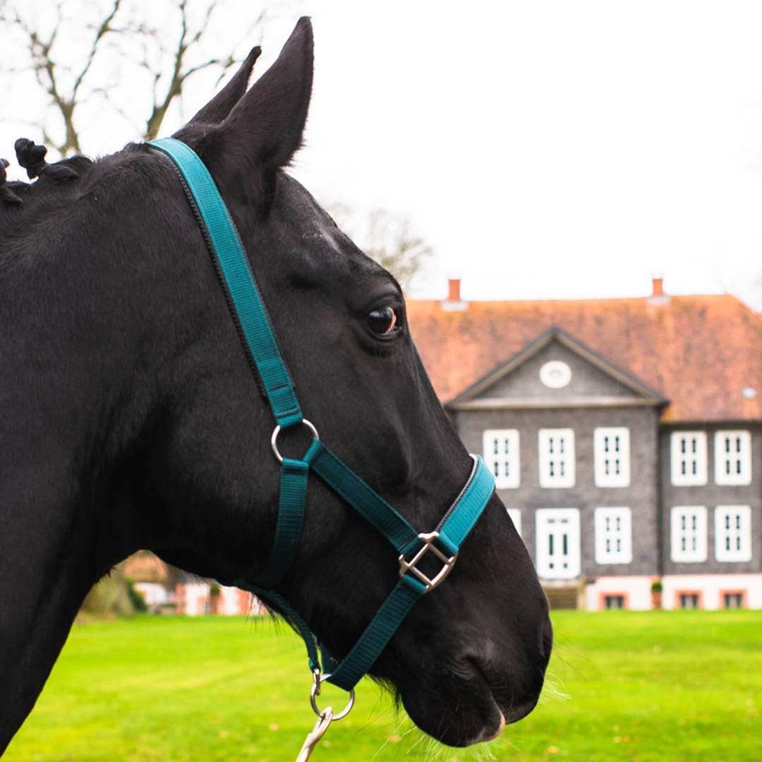 Pferdelinis Halter for Warmblood Thoroughbred Cold Blood Pony - Stable Headcollar Pasture Halter 2-Way Adjustable Pin Buckles Safe & Tear-Resistant Green Pony