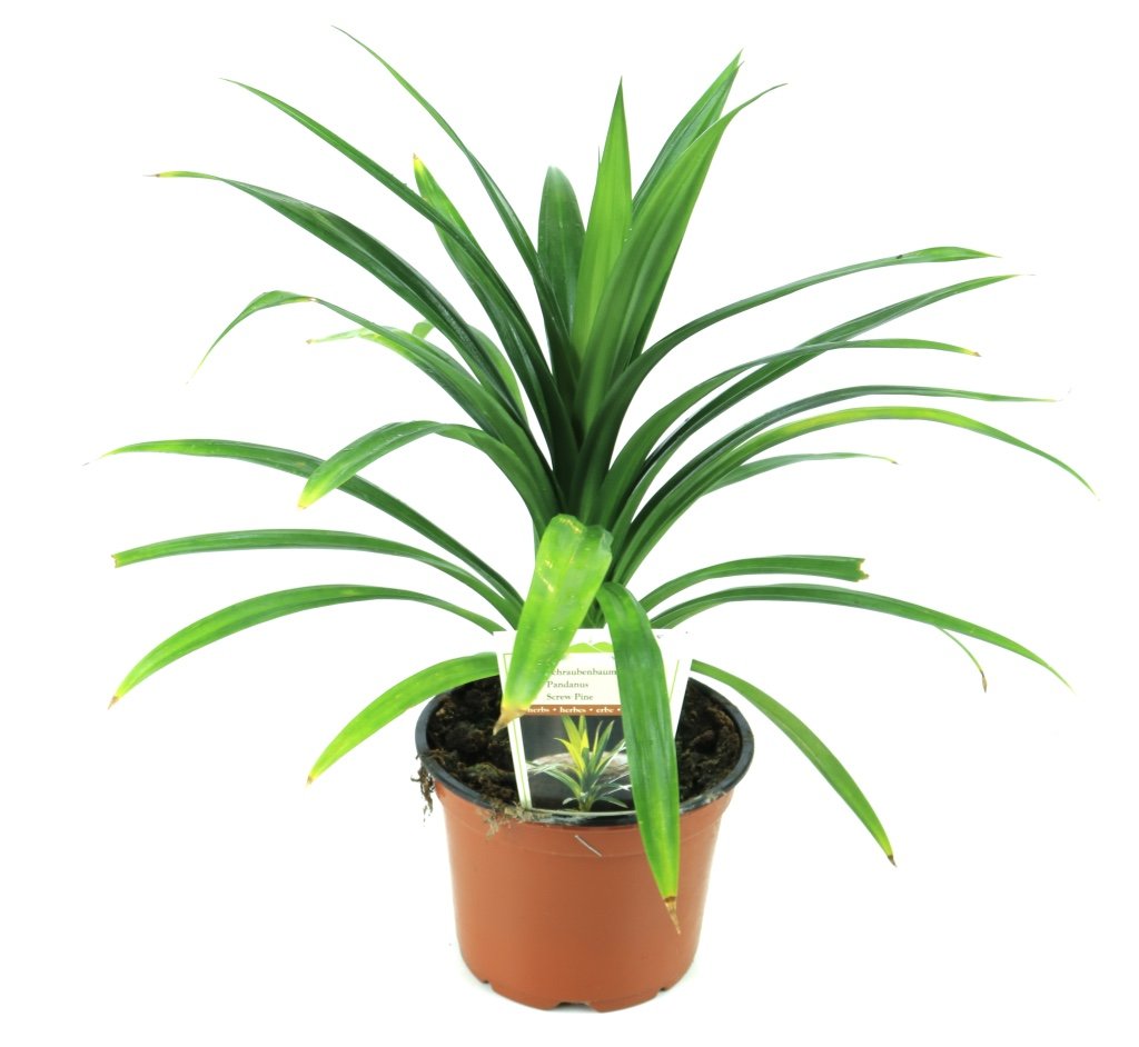 Schraubenbaum, Pandanus Pflanze (Pandanus latifolius) aus Nachhaltigem  Anbau! : Amazon.de: Garten