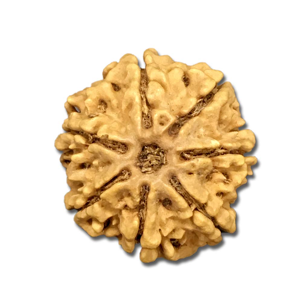 7 Mukhi Nepal Rudraksha Big 23mm-24mm Lab Certified (B08FWRKH1R) Amazon Price History, Amazon Price Tracker