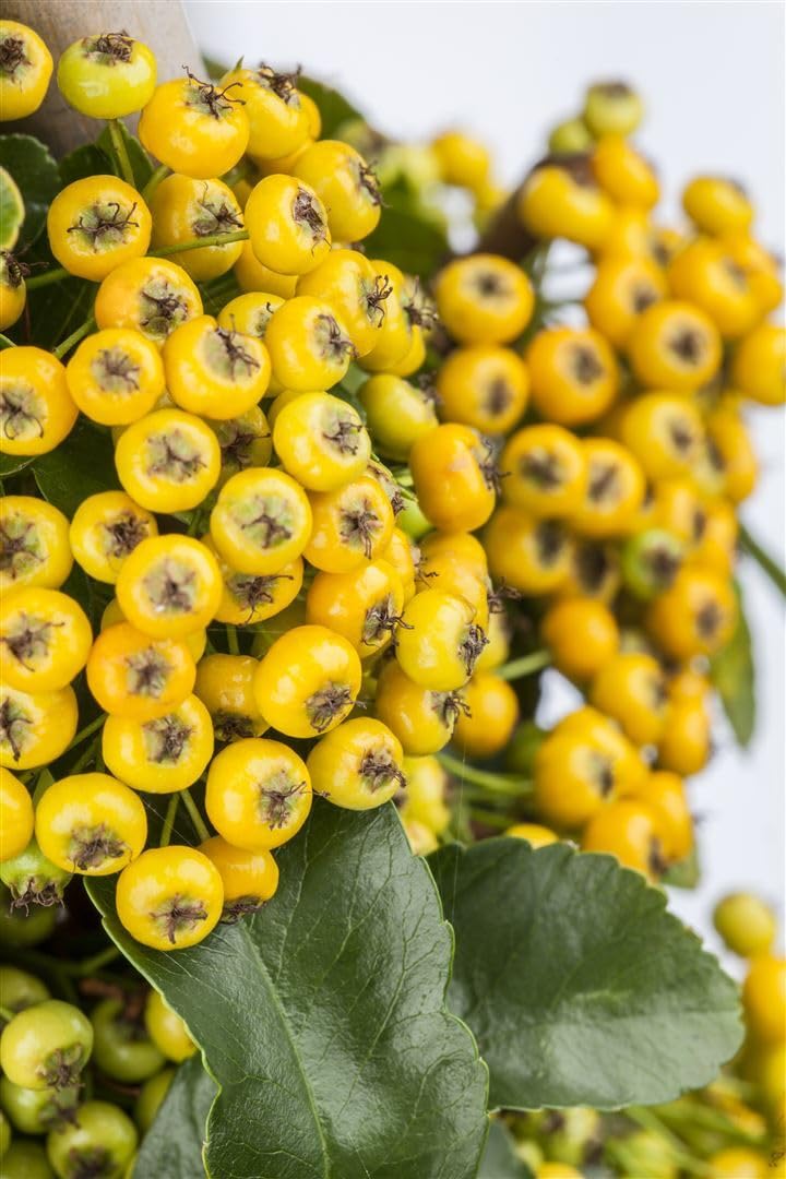 Pyracantha 'Soleil d'Or' 150–175 cm – Winterhart, Immergrün, Pflegeleicht – Feuerdorn – Heckenpflanze für Garten & Sichtschutz
