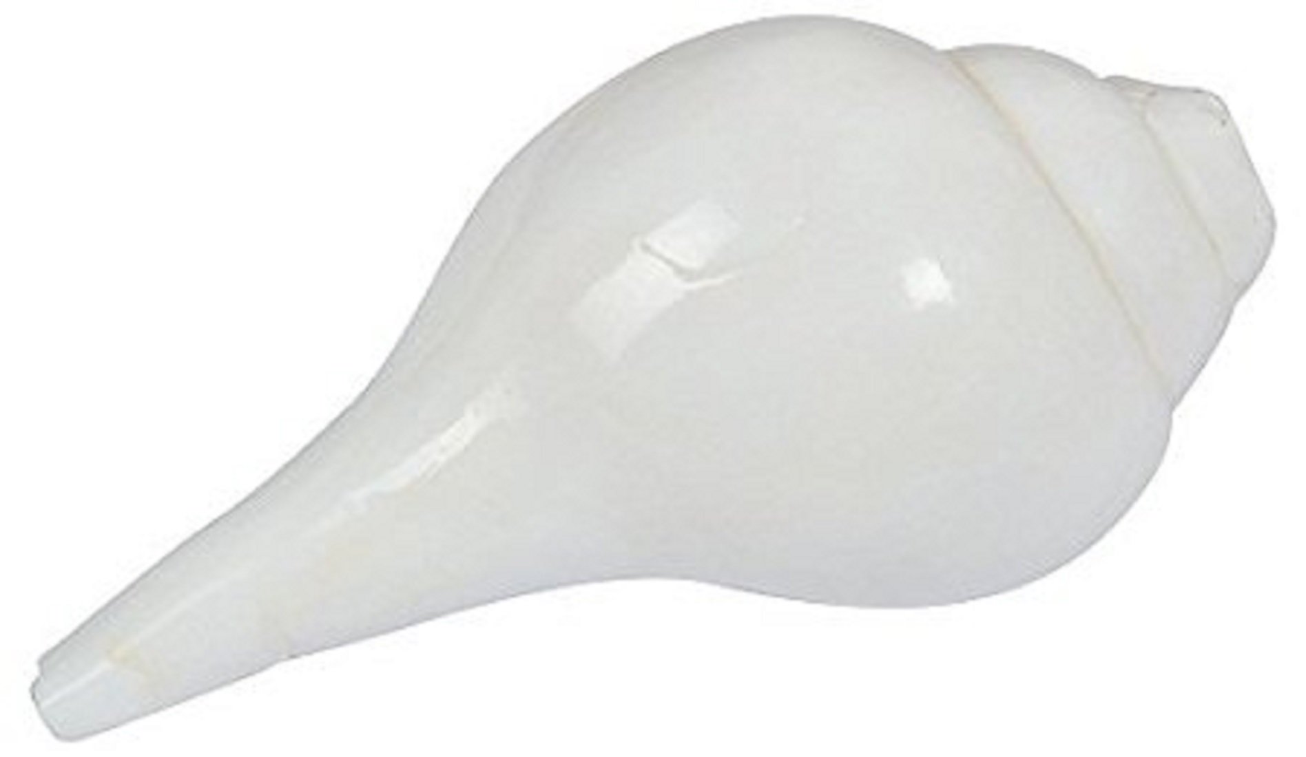 SHIV SHANKAR ACCESSORIES Porcelain Conch (White)