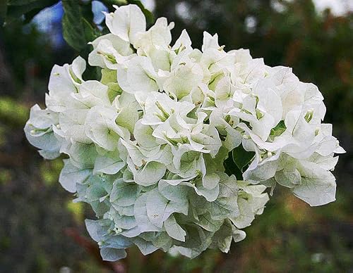 Miniatura 6 de Bougainvillea Multi Pack  3 plantas vivas en macetas de 4 pulgadas  Colores elegidos basados en la salud, belleza y disponibilidad  Hermoso arbusto