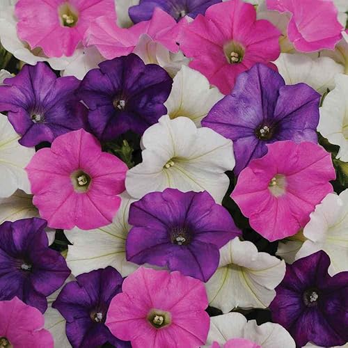 Outsidepride Petunia Shock Wave Spreading Spark Mix Flores de jardín para cestas colgantes, macetas, contenedores, camas, 30 semillas