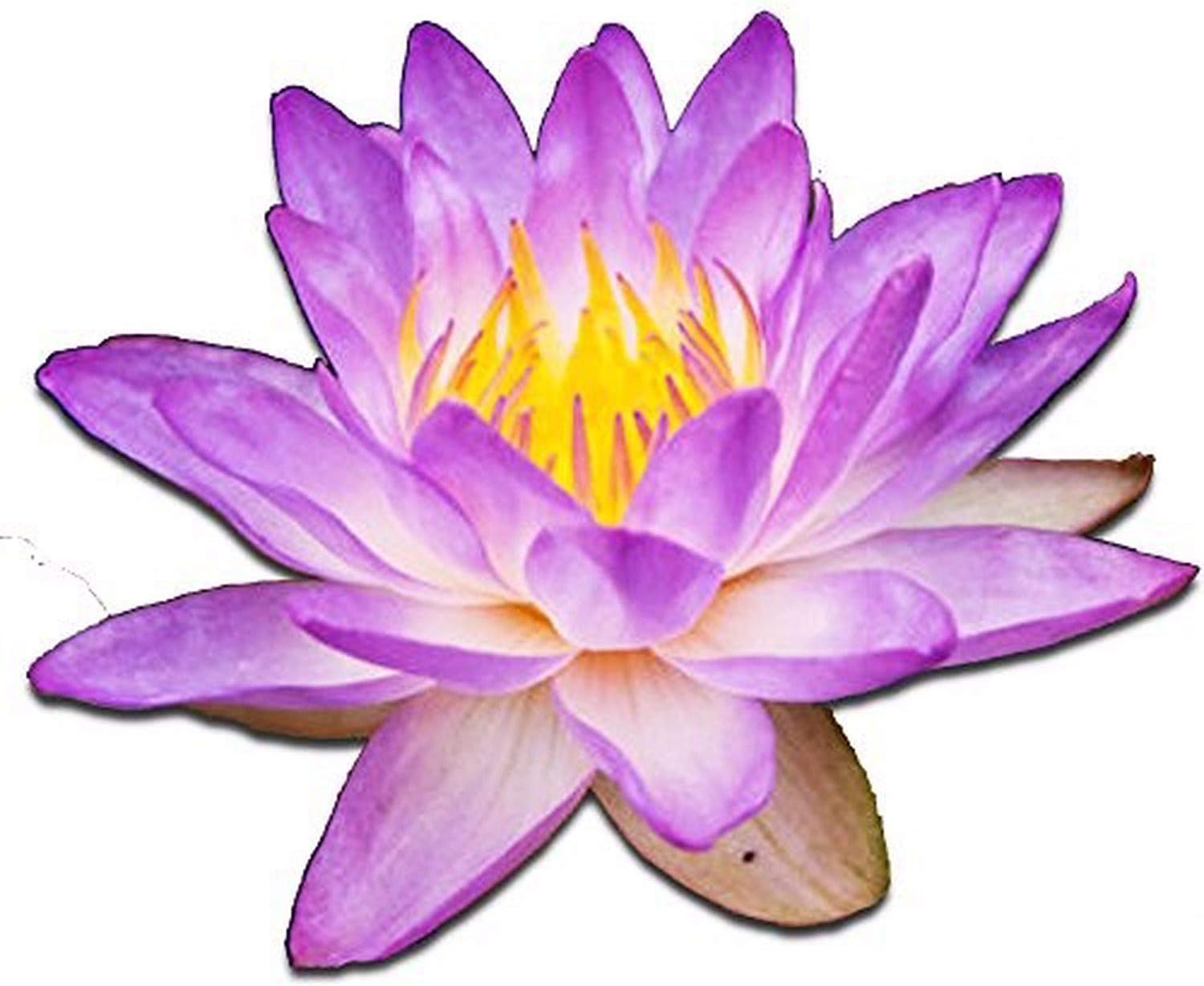 (Nymphaea Queen of Siam) Tropical Water Lily Tuber Live Aquatic Plants for Freshwater Fish Pets Pond Balcony Decorations by Greenpro