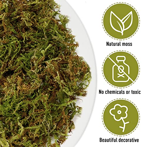 42.33 Oz Fake Sheet Moss For Potted Plants, Artificial Natural Moss For Fake Plants Indoor, Faux Dried Moss For Terrariums Arts Diy Crafts Indoor Home Office Decor, Forest Moss For Hamsters #TOP3