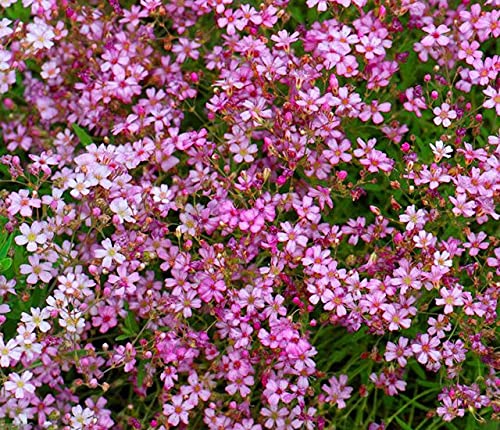 Buy4seeds Flower GYPSOPHILA ELEGANS Pink 2000 Flower Seeds Easy to Grow Garden Yard Patio