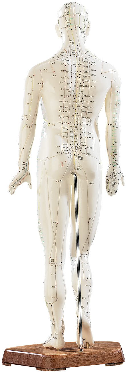 newgen medicals Akupunkturpuppen: Akupunktur-Figuren 2er-Set (Mann/Frau) (Akupunktur Modell, Modell Frau, Gesundheit)