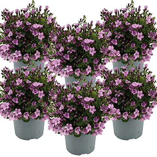 Bloomique - Lot de 6 - Campanula Ambella Pink - Campanule - Couvre-sol - Plantes de jardin - Résistante au gel - Sans danger pour les animaux - 10-20 cm de haut - Pot 10,5 cm