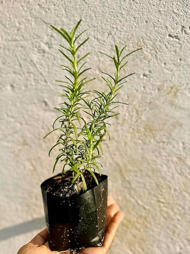 Image of Live Rosemary Live Plant Ornamental, Mosquito Repellent, A Wonderful Herbs and medicine for Any Kitchen Garden Plant With White Plastic Pot