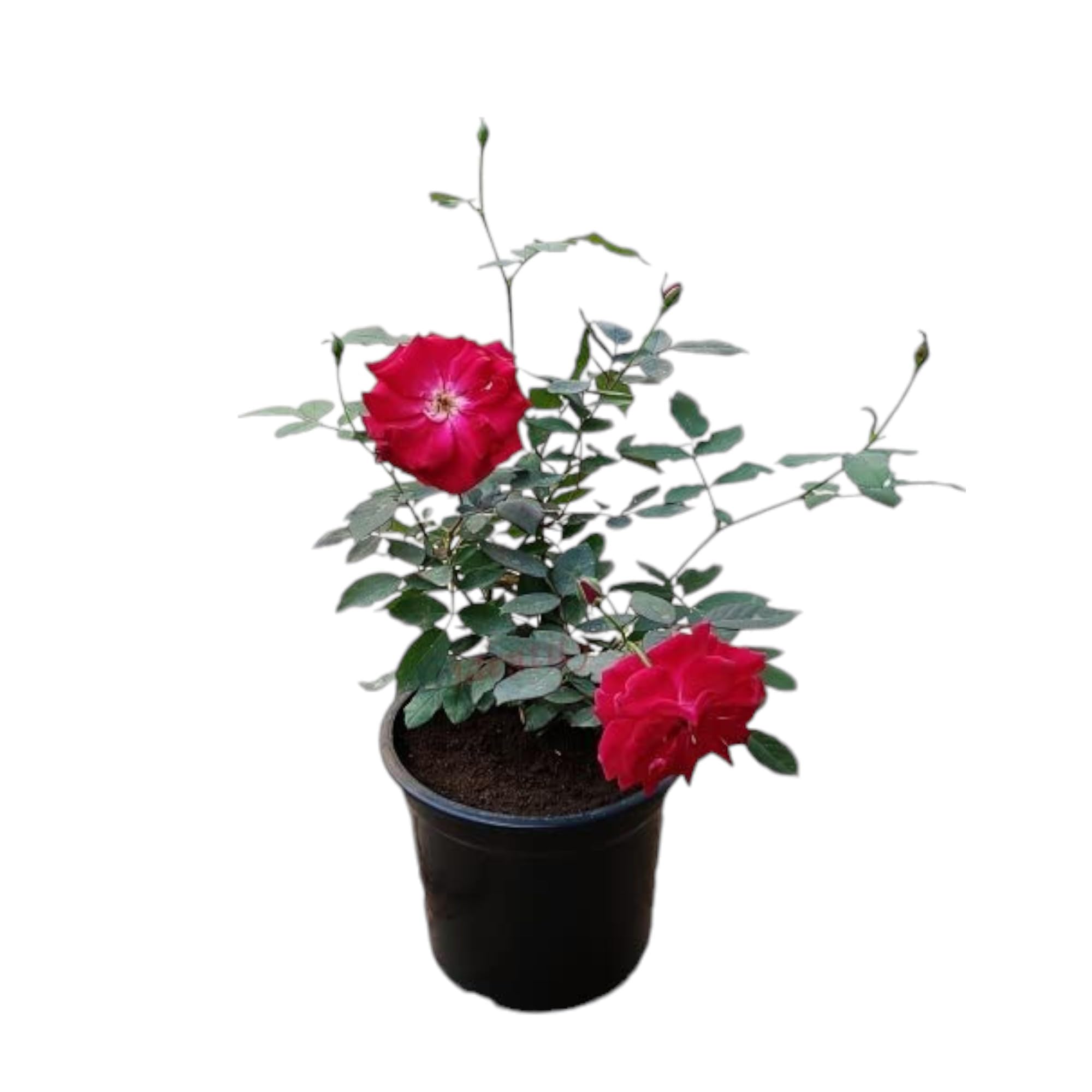 See full amazon price history chart for Garden Art Live Red Fragrant Kashmiri Valentine Rose Healthy Flowering Plant Including Nursery Growers Bag/Pot For Home, Garden, Terrace Garden Art Live Red Fragrant Kashmiri Valentine Rose Healthy Flowering Plant Including Nursery Growers Bag/Pot For Home, Garden, Terrace (B09Y8DLKJ4) Amazon Price History, Amazon Price Tracker