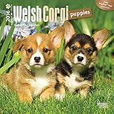 Welsh Corgi Puppies 2016 Small Wall Calendar