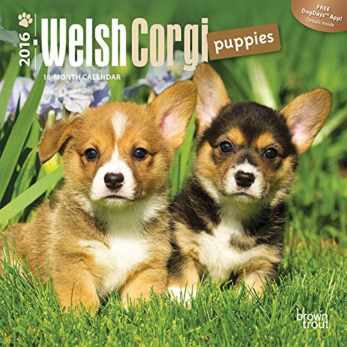Welsh Corgi Puppies 2016 Small Wall Calendar