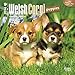 Welsh Corgi Puppies - 2016 Mini Wall Calendar 7 x 7in