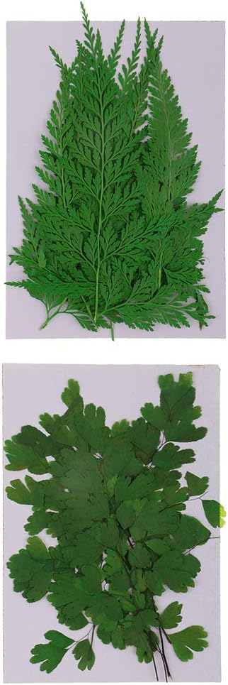 シダの新芽 21新発