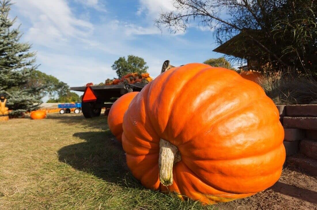 M-Tech Gardens Rare Pumpkin " Giant " Exotic 10 Vegetable Seeds for Growing (B0BPBSTJ7D) Amazon Price History, Amazon Price Tracker
