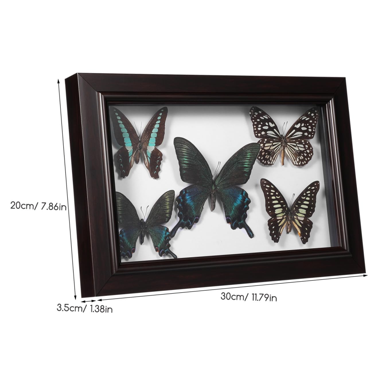 Marco de Muestra de Mariposas de Madera para Colgar en Pared