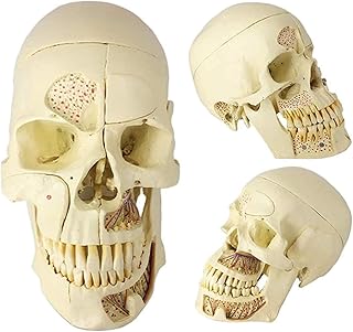 Study Model Human Skull Head Anatomical Model - 1:1 Life Size Human Skull Model with Brain Anatomy Model - Medical Anatomical Skull Model for Medical Training Aid Tool SaiFei