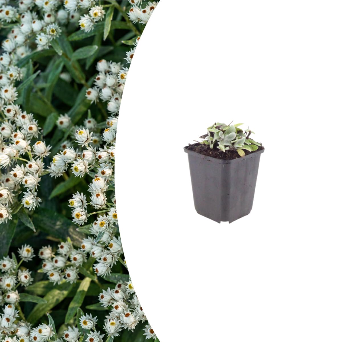 Anaphalis triplinervis | 12 Stück - 10-25cm - Ø9cm - Gartenpflanze