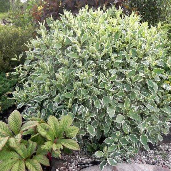 alocasia okinawa silver vs macrorrhiza variegata Alocasia Odora Okinawa Silver Albo – Rare Variegated Plant – The Alocasia  Company main image 1