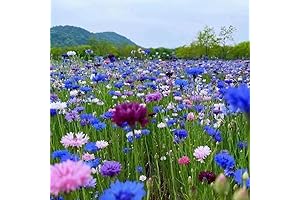 Portulaca Grandiflora Seeds for Planting, Pack of 2000 Flower Seeds for Planting