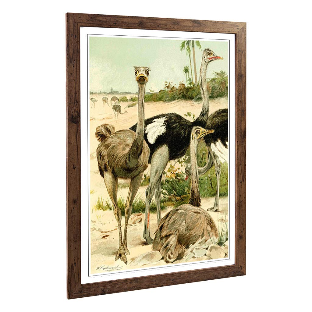 Big Box Art Framed Print of Vintage W Kuhnert Ostriches Design | Wall Art Picture | Home Decor for Kitchen, Living, Dining Room, Bedroom, Hallway, Office, Walnut, A2 / 24.5x18 Inch / 62x45cm