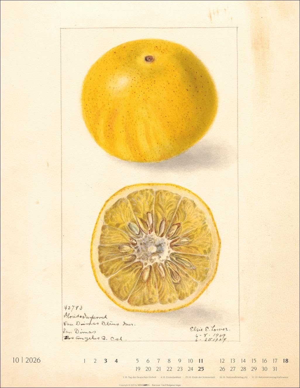 Alte Sorten Kalender 2026: Dekorativer Wandkalender mit historischen Zeichnungen. Die Klassiker im Obstgarten in Szene gesetzt: Natur- und Food-Kalender im Format 34 x 44 cm
