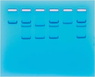 Sickle Cell Gene Detection (DNA-Based) Group Size for 8 Gels