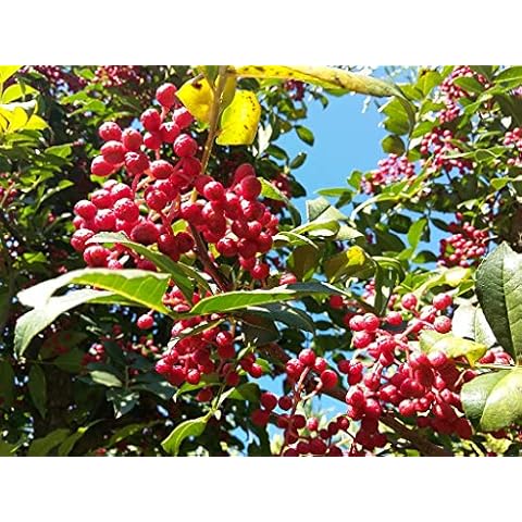 Sechuan Pepper, Zanthoxylum bungeanum, herb, Shrub, Larger fruited Species (not Yet Fruiting), 5-10cm Tall Starter Plant in a 7cm Pot Cover