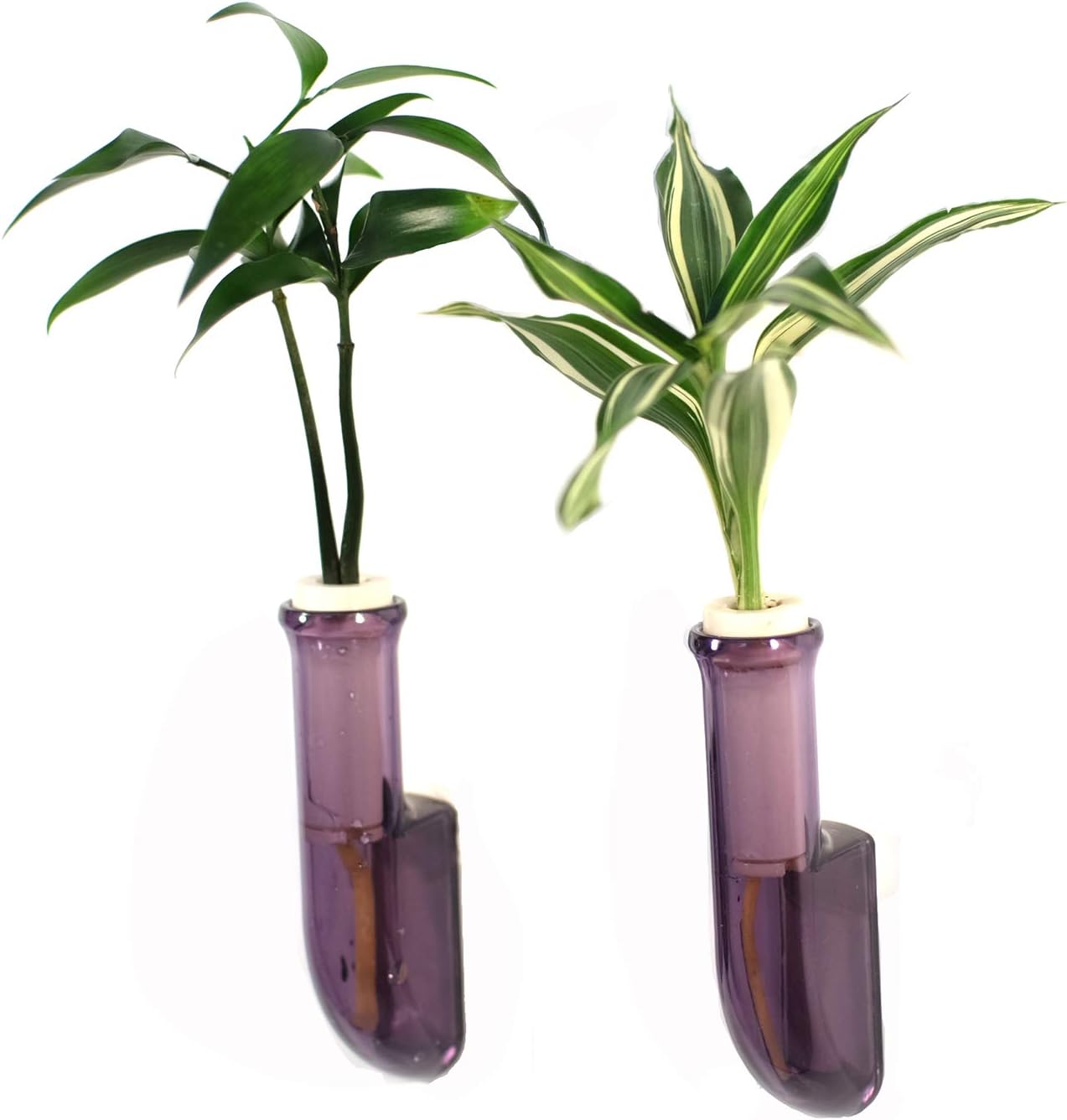 植物を壁に飾る 良縁を結ぶ ご神木 梛 ナギ の木 幸福の