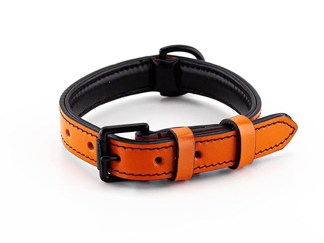 Brute Strength - Collar de Cuero para Perro - Naranja - M · 36–43 x 2,5 cm