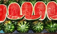 SeedsUP Giant Watermelon Astrakhan Seeds - 30+ Heirloom Non-GMO for Massive 25-50 lb Ultra-Sweet Fruits