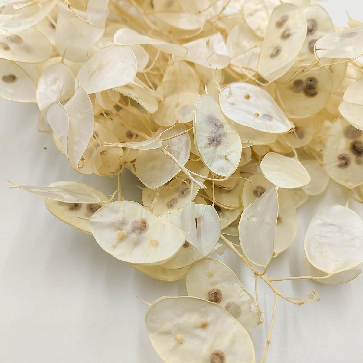 Silvertaler (Lunaria) - Blanco