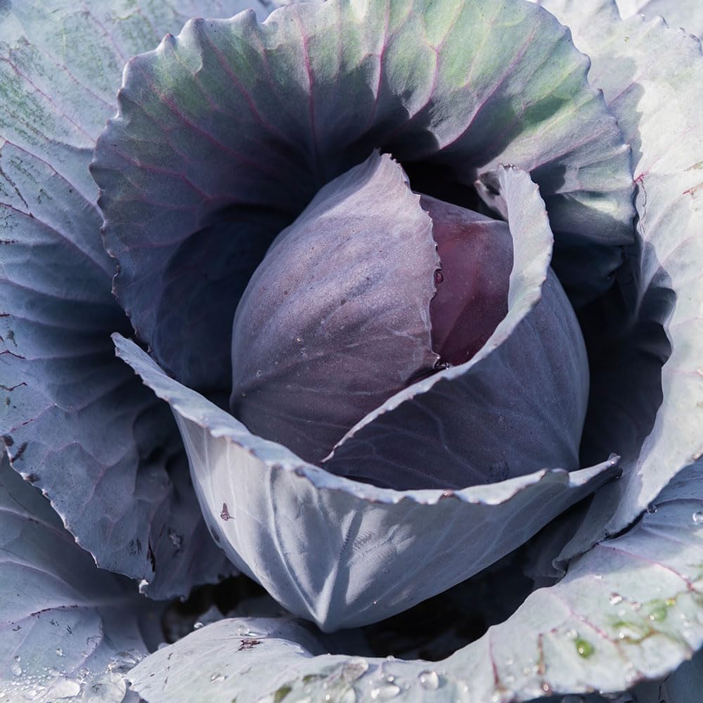Cabbage Red Rookie F1 Seeds – Early Crops – RHS Award of Garden Merit – for Your Beautiful Kitchen Garden