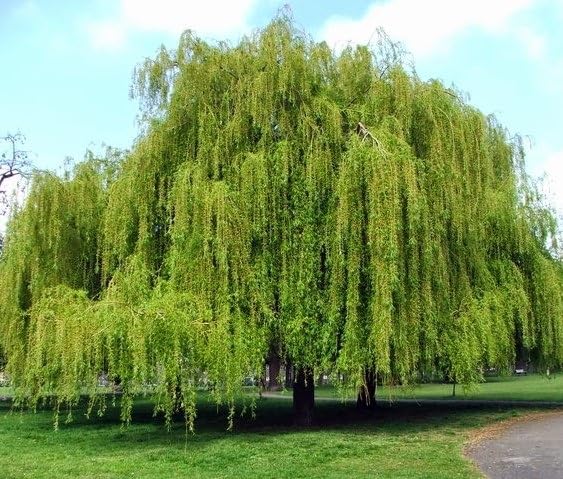 Weeping Willow Tree (Salix babylonica) - 3-4 Feet Tall - (2.5 QT)