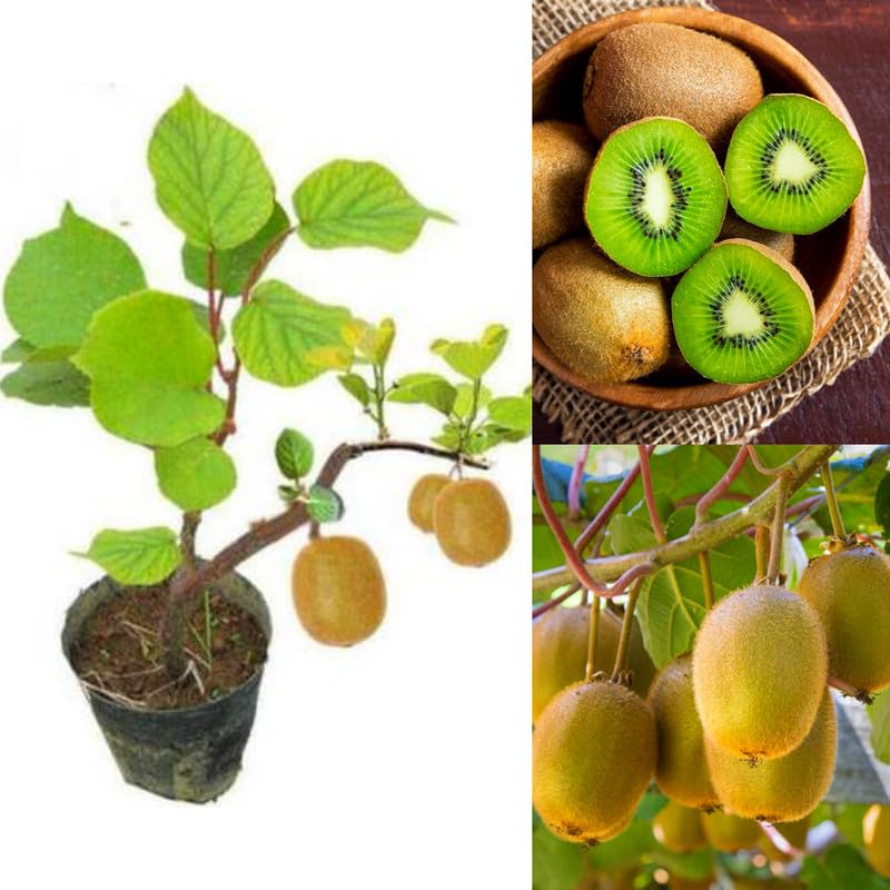 Kiwi plants grafted || Grafted live plants for Kiwi Pack of 2 Live plant-image-15