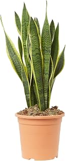 Verdecora Sansevieria Lengua de Suegra Planta de Interior maceta Ø15cm