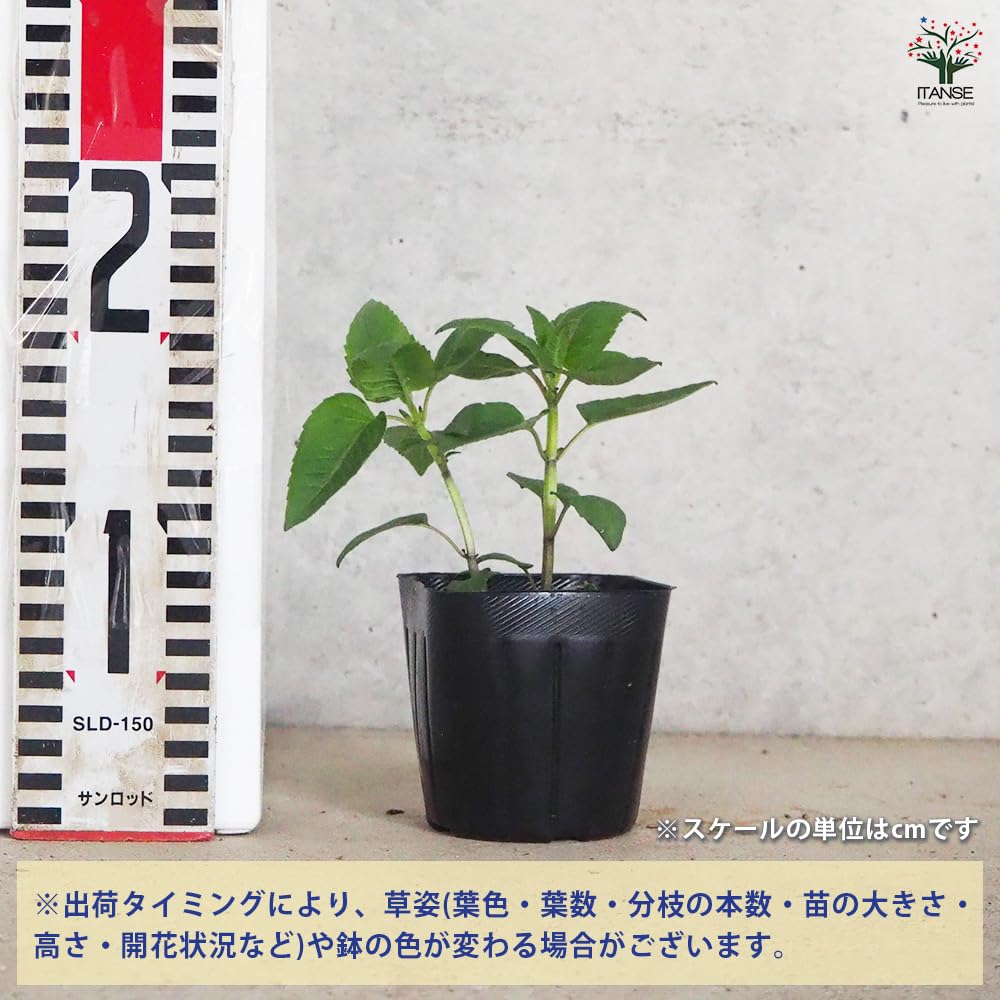 Amazon.co.jp: ITANSE ベルガモット レッド 3号 4個セット 品種