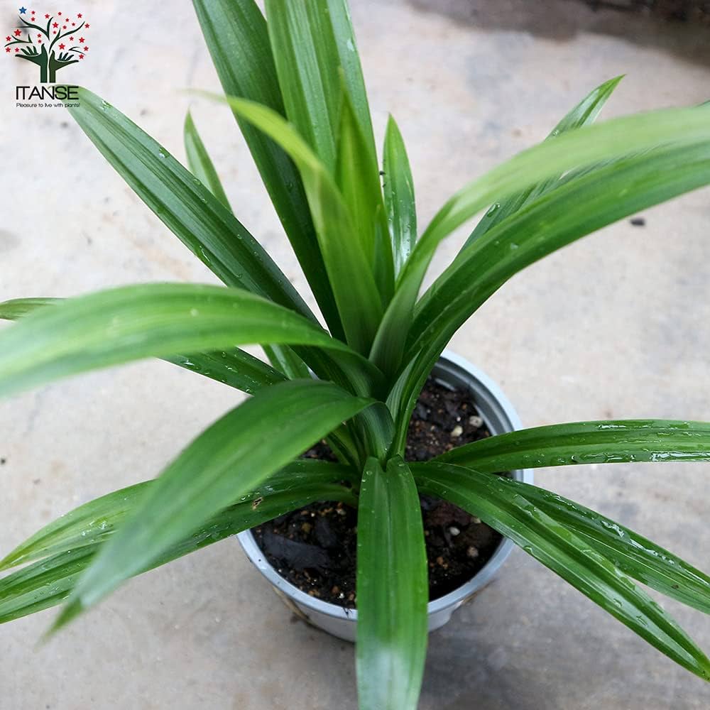 Y*e様 【ラスト小葉/安心の発根済株/鉢込/新芽3か所程度】 斑入り パンダガ チャンチン – はなもく散歩