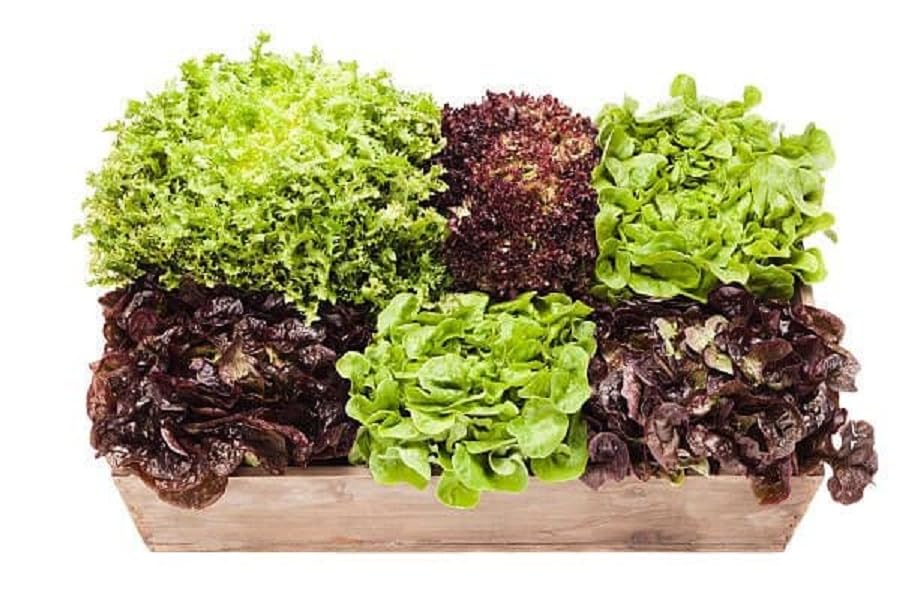 Lettuce Seeds Combo Pack of Red And Green Lettuce Seeds Pack Of (150) (B0CJFXVGZQ) Amazon Price History, Amazon Price Tracker