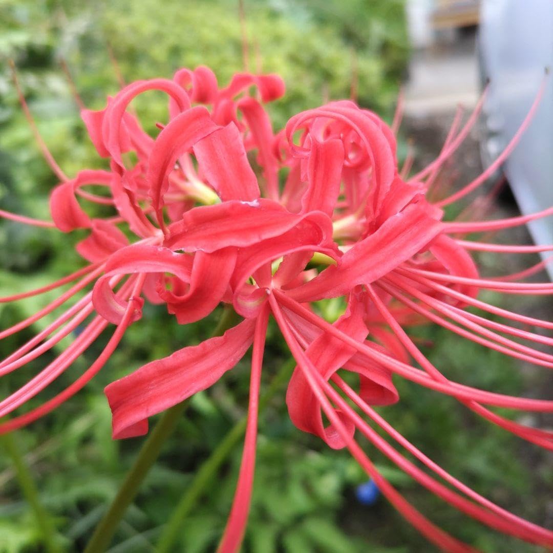 彼岸花球根2000個 真っ赤な彼岸花の球根 大中計200個 彼岸花球根2000個 真っ赤な彼岸花の球根 大中計200個