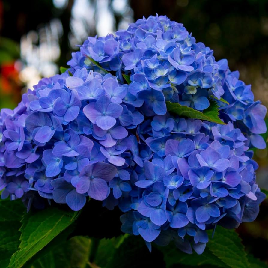 Hydrangea4936　0705 Monrovia Blue Enchantress Hydrangea Flowering Shrub Pot
