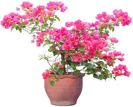 Videolu Pembe Begonvil Fidan  40-60 Cm1 Adet Saks l   i ekli Bah e Teras Bitkisi Bougainvillea