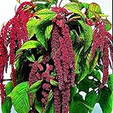 PAPCOOL 10 Love Lies Bleeding S.e.e.ds Amaranthus S.e.e.ds for P.l.a.n.t.i.n.g Oụtdọọr