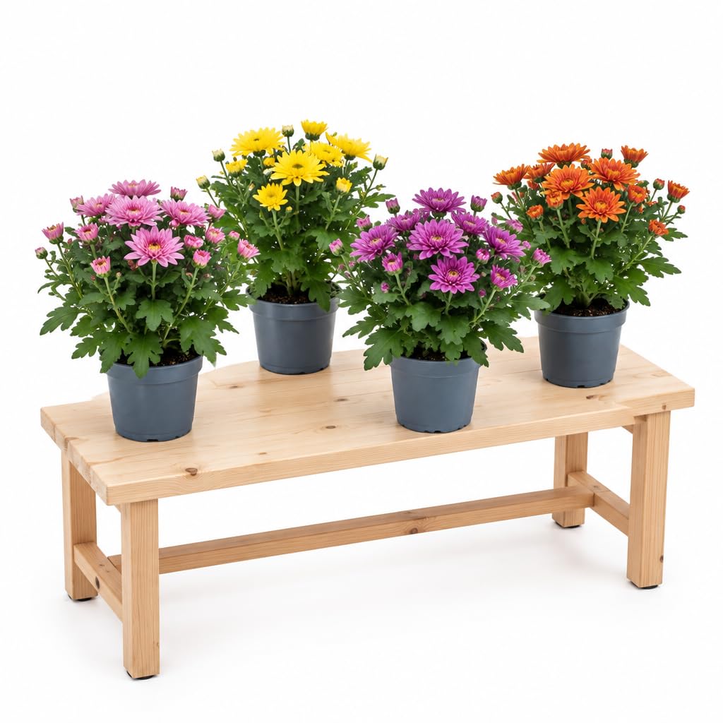 Conjunto de 4 Plantas de Flor Crisantemo Altura 30-35 cm DECOALIVE