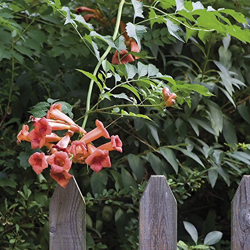 Van Zyverden Trumpet Vine - Orange - Set of 1 Root Stock