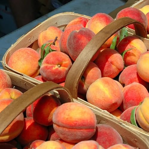 Peach Tree Live Plant, Old Fashioned Peaches, Starter Plant, 6 To 15 Inches #TOP6