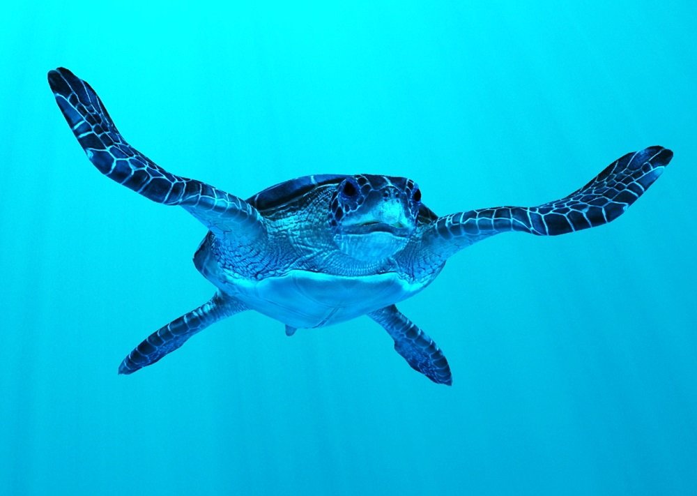 Lenticular Postcard Sea Turtle - Flip Effect Flip Effect A6