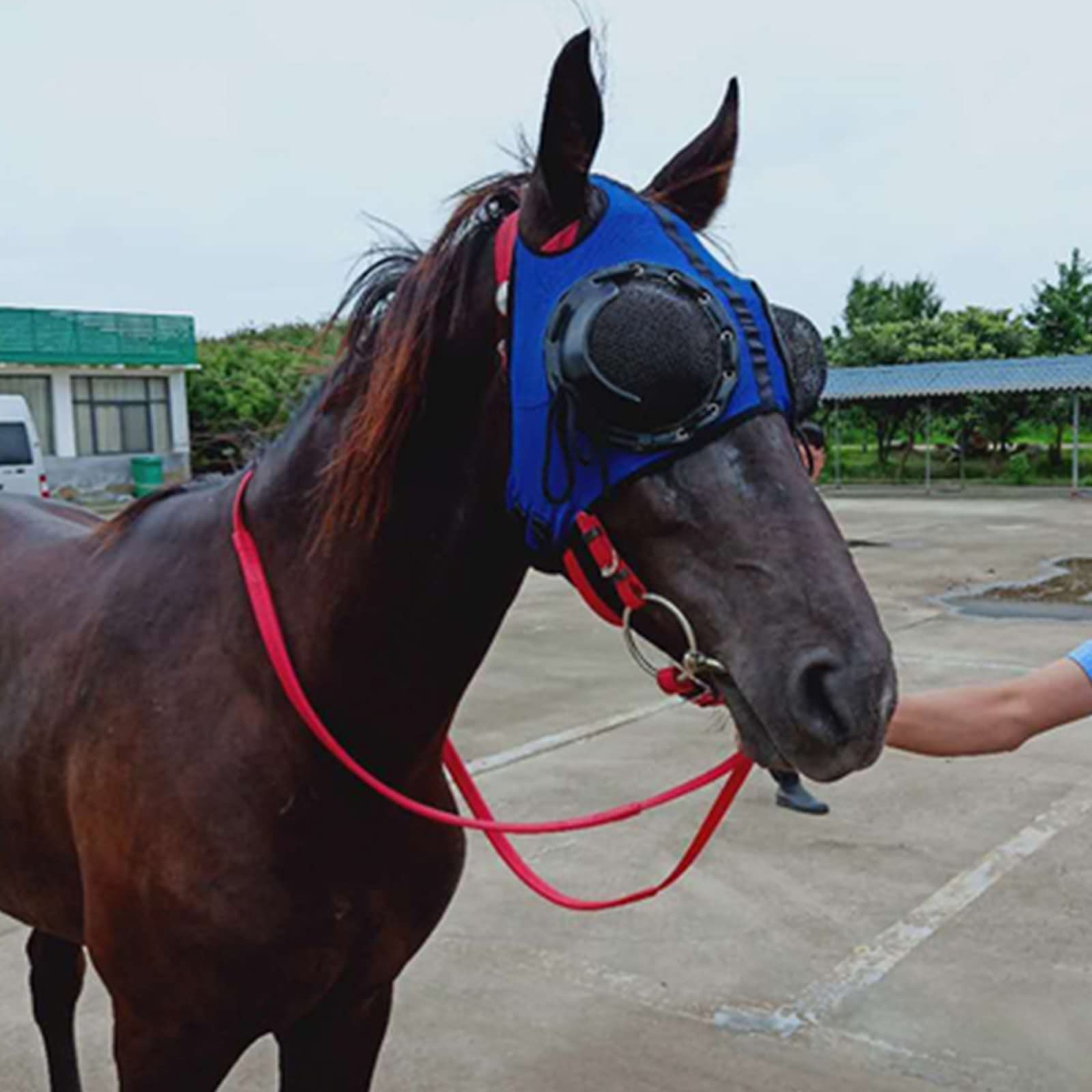 Suministros De Arnés Cubierta De Arnés Gafas A Prueba De Viento Gafas De Carrera De Velocidad con Gafas De Malla Cubierta Anti-trachoma Hogar De Caballo(Color:Negro)