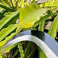 Vista 4 de Billhook - Herramientas de jardín para hoz, cepillo para limpiar hoz, con hoja de acero al carbono, cuchillo para hoz, machete para hoz para hierba