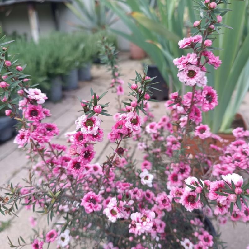 Manuka Tea Tree Live Plant, Pink Flowers Leptospermum Plant, 4 to 6 Inch Tall, Well Rooted Plants, No Pot